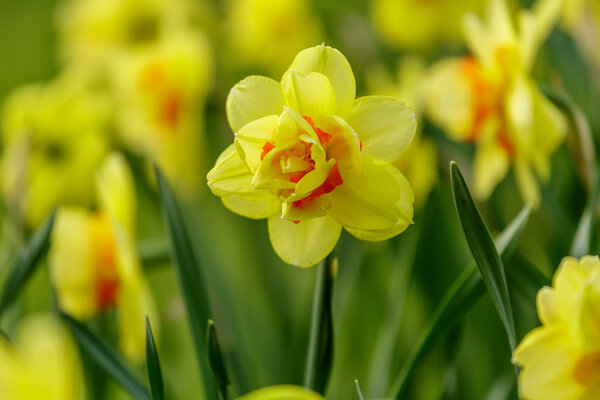 Tulip flowers