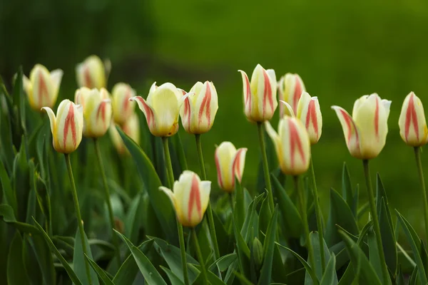 Flores de tulipán — Foto de Stock