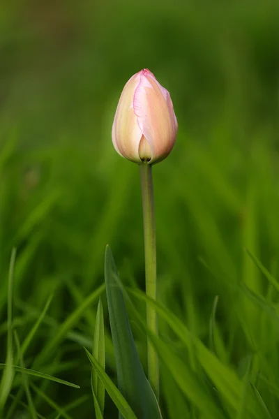 Flores de tulipán — Foto de Stock