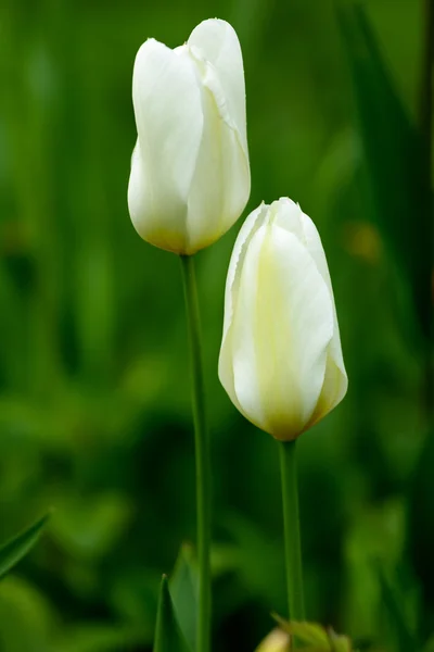 Flores de tulipán — Foto de Stock