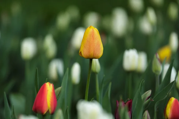 Flores de tulipán — Foto de Stock