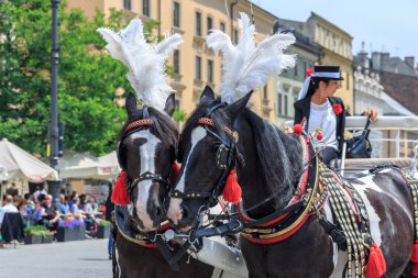 Krakow 'daki ana meydanda at arabaları.