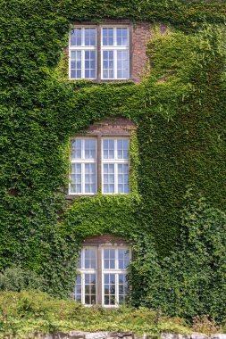 Krakow üzümlere evde