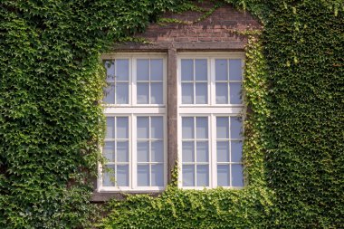 Krakow üzümlere evde