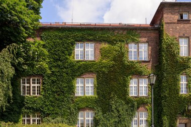 Krakow üzümlere evde