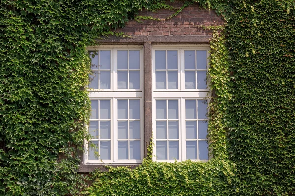 Krakow üzümlere evde