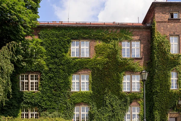 Krakow üzümlere evde