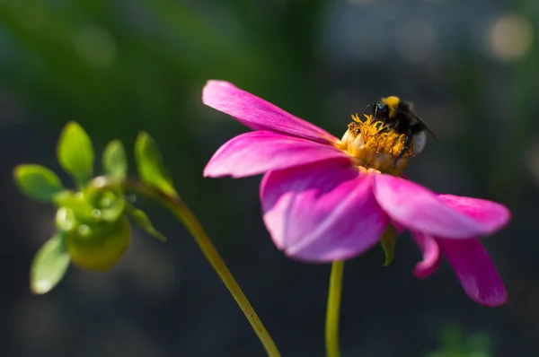 Bumble bee on a pink flower — Stock Photo, Image