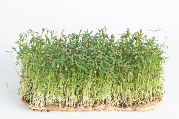 Cilantro mikroyeşillikleri beyaz arkaplanda yakın plan