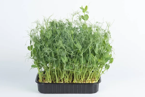 Pea Microgreens Närbild Vit Bakgrund Stockbild