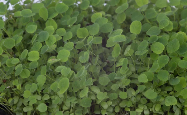 Clover Microgreens Closeup White Background Stockafbeelding