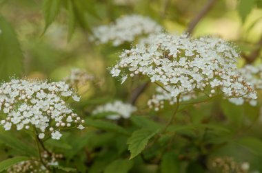 Bahar Ağacı Çiçeği