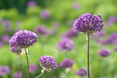 Bahar mor Lila allium çiçekleri