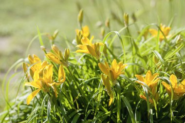 Bahar çayır sarı çiçek