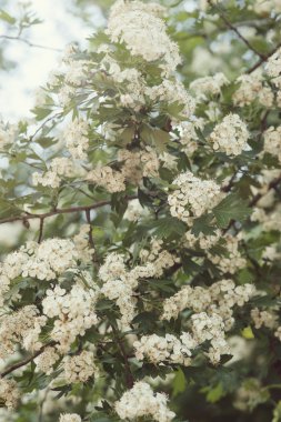 Kiraz çiçek açan bahar