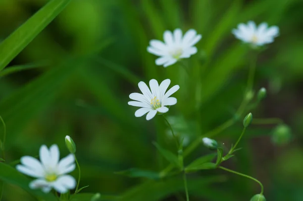 Fehér rét a wildflowers — Stock Fotó