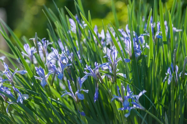 Primavera giardino iris fiori — Foto Stock