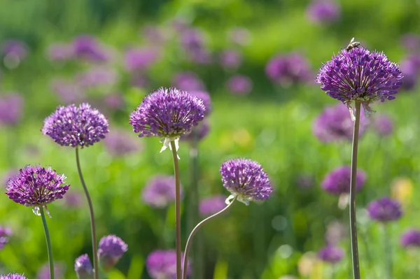 Tavaszi lila lila allium virágok — Stock Fotó