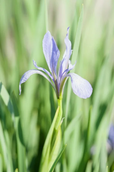 Våren trädgård iris blomma — Stockfoto