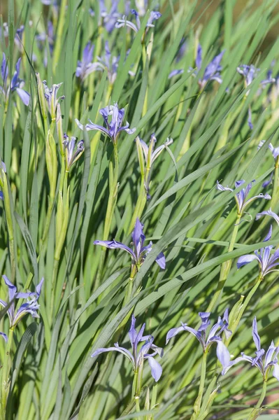 Våren trädgård iris blommor — Stockfoto