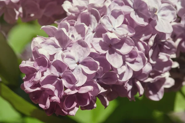 春天的紫丁香花 — 图库照片