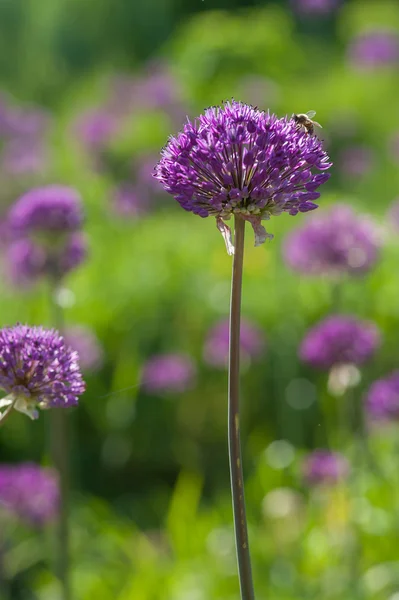 Ανοιξιάτικα λουλούδια μωβ λιλά allium — Φωτογραφία Αρχείου