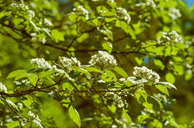 Bahar kiraz çiçeği