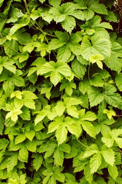 yeşil yapraklar arkaplan