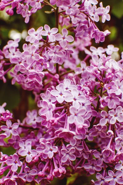 春天的紫丁香花 — 图库照片