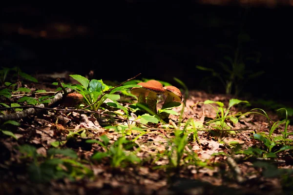 Gomba az erdőben — Stock Fotó