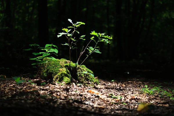 Small oak tree in the forest