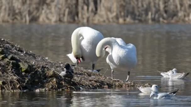 Dois cisnes limpeza plumagem — Vídeo de Stock