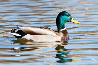 Suda Drake yeşilbaş.