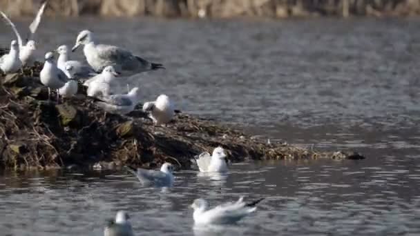 Swan cleaning plumage — Stock Video