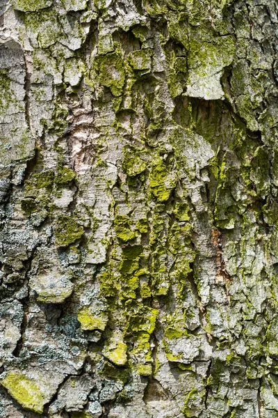 Corteza de árbol de madera vieja con musgo verde —  Fotos de Stock