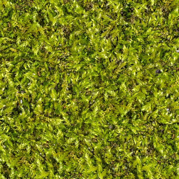 Textura de grama verde sem costura. — Fotografia de Stock