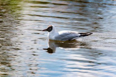 Akdeniz martı küçük doğal göl