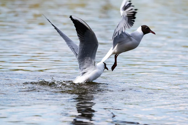 Gaviotas mediterráneas en un pequeño lago natural — Foto de Stock