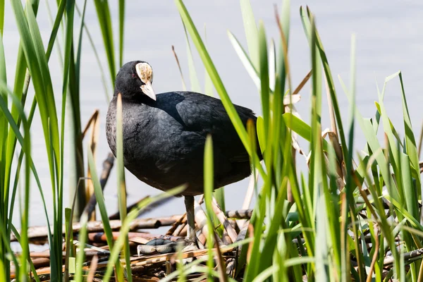 Eurasiática Coot Fulica atra — Foto de Stock