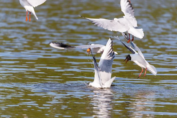 Mediterranean Gulls in small natural lake — Stock Photo, Image