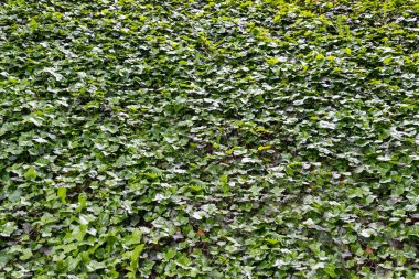 yeşil yapraklar arkaplan