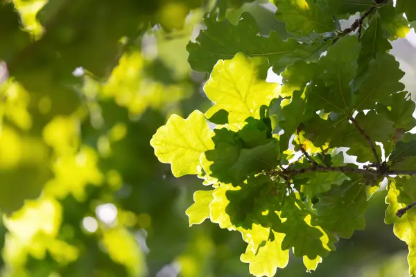 Зеленая дубовая листва — стоковое фото