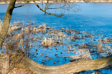 Sazlık ve durgun su yansıma