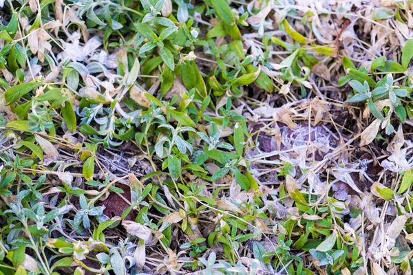 Melting snow on green grass close up — Stock Photo, Image