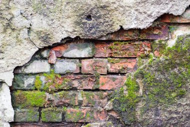 eski tuğla duvar doku moss ile