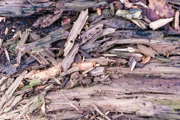 Tekstur permukaan kayu yang basah dan retak — Stok Foto