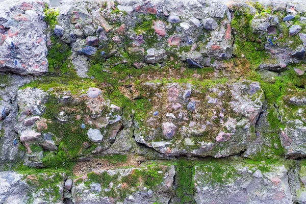 Eski tuğla duvar doku moss ile — Stok fotoğraf