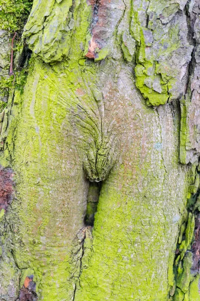 緑の苔でテクスチャ木材 — ストック写真