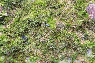 moss ile sorunsuz taş duvar doku