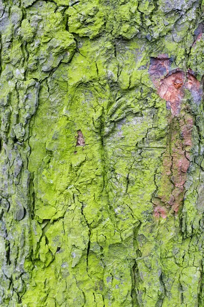 木材纹理与绿色的青苔 — 图库照片